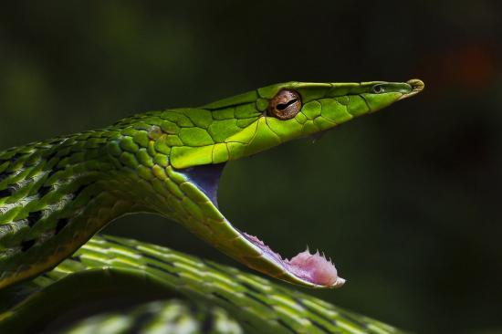 Oxybelis fulgidus , couleuvre , serpent liane