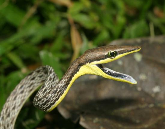 Oxybelis aeneus , serpent Liane