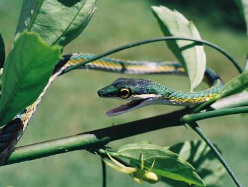 Guyane