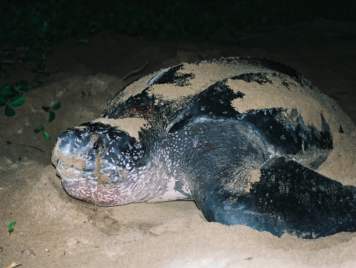 Guyane