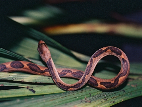 Guyane