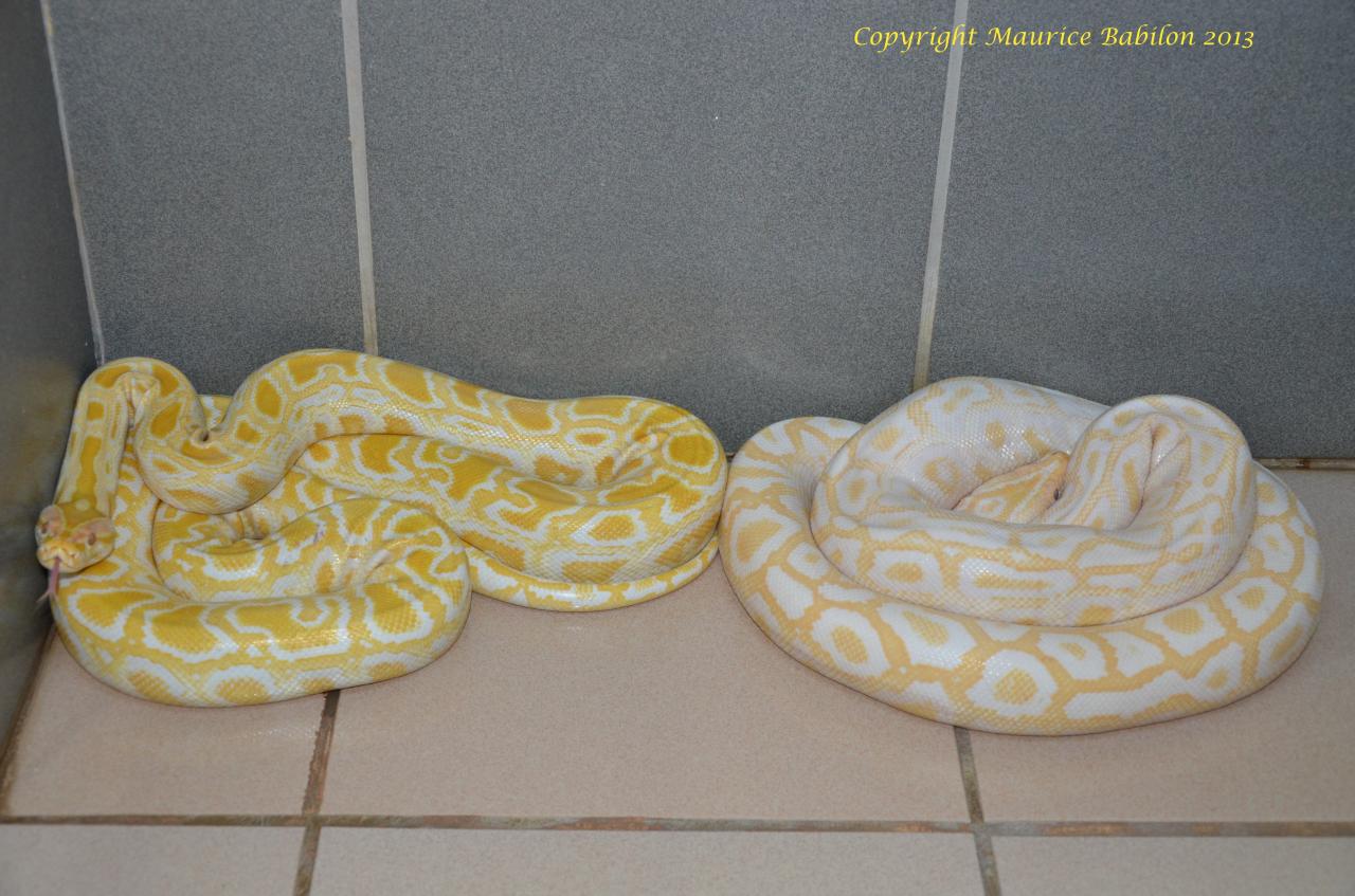 002 Python molurus bivittatus albinos