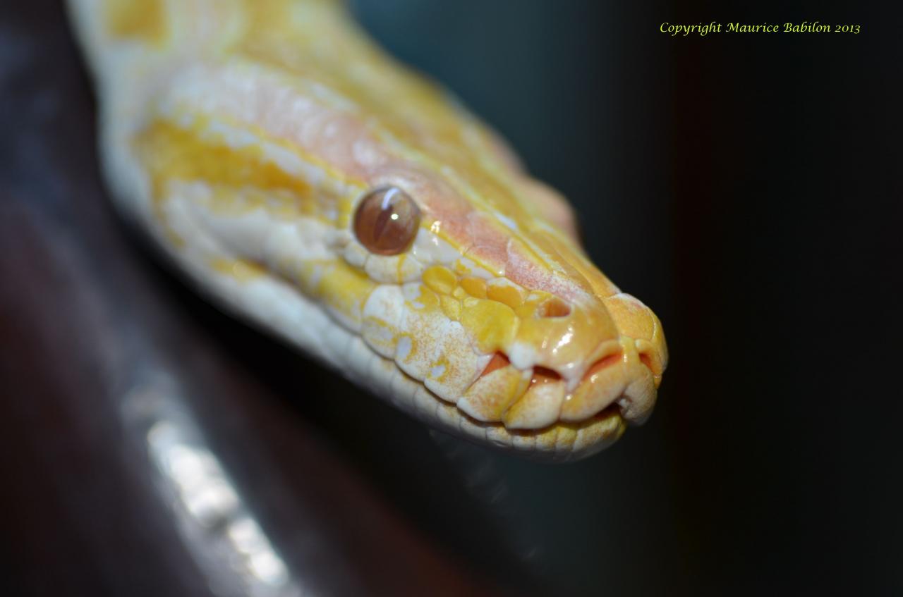 002 Python molurus bivittatus albinos - mâle