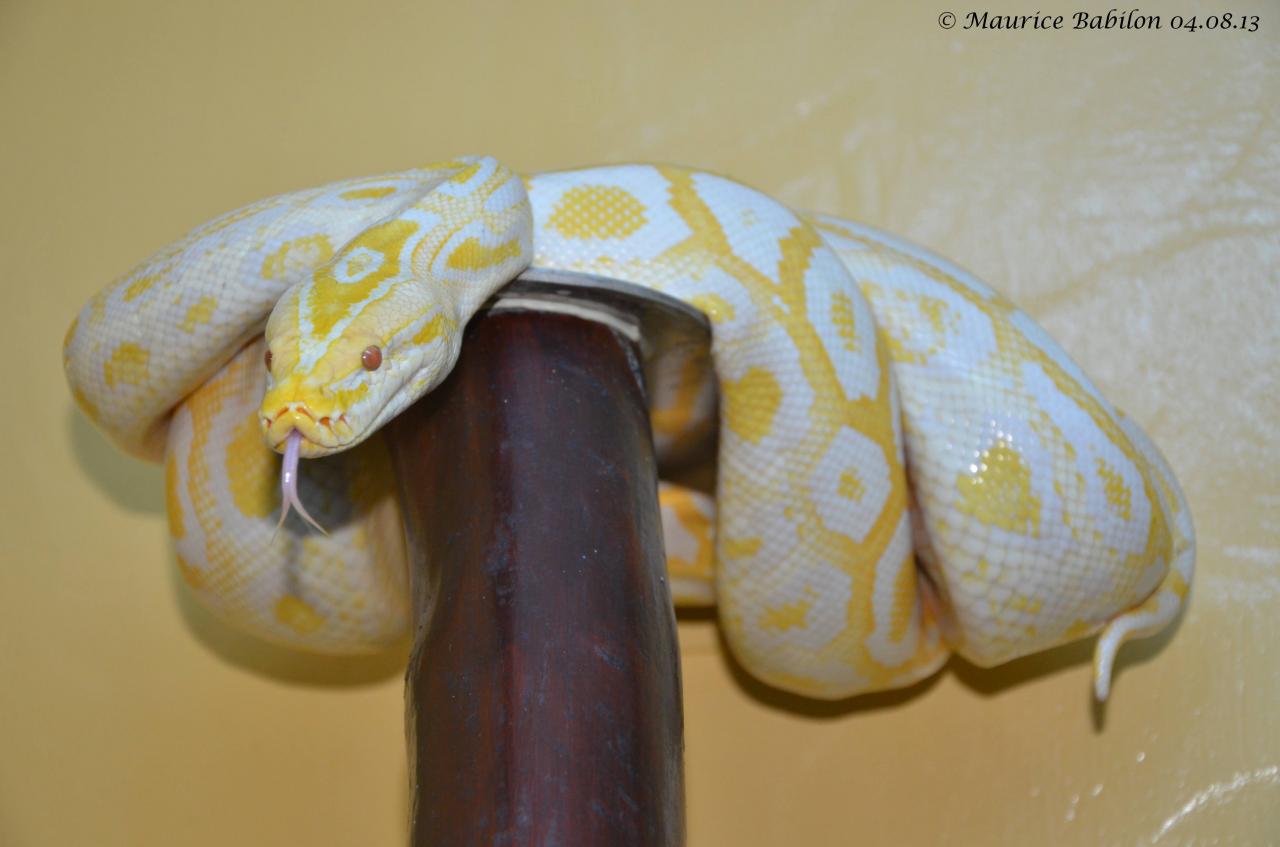Python molurus bivittatus albinos véritable