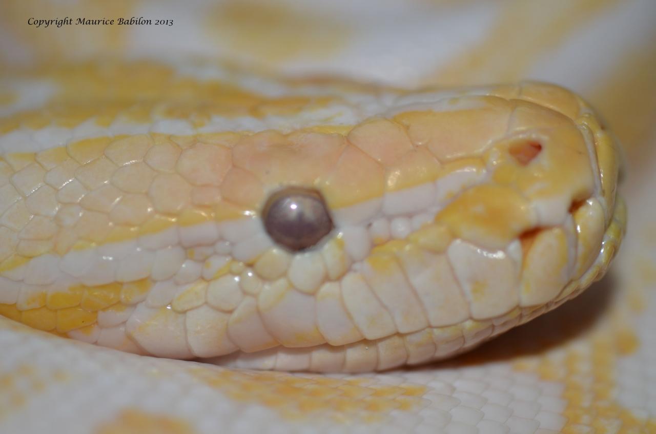 014 Python molurus bivittatus albinos - femelle