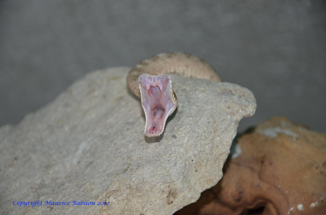 016 Crotalus cerastes laterorepens