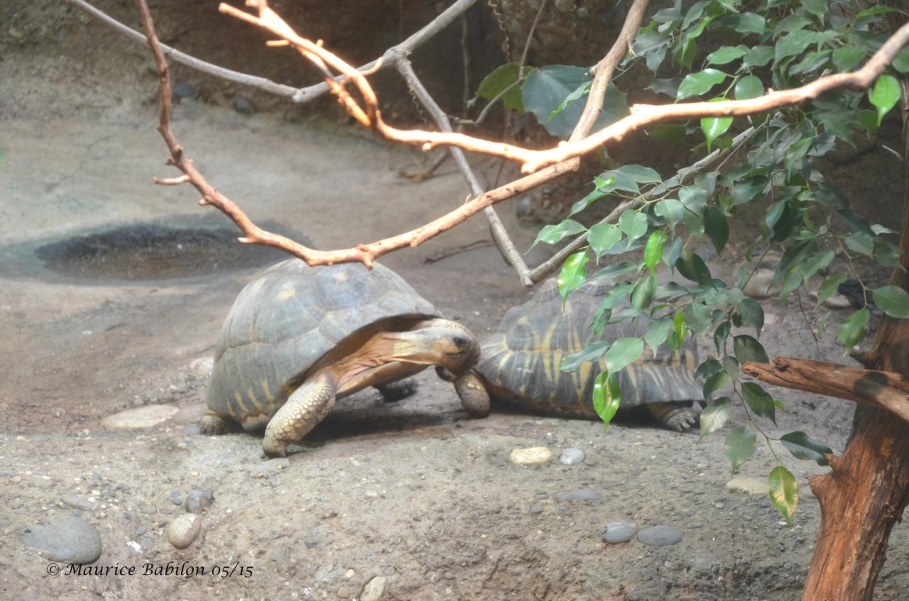 Zoo de Bâle Suisse