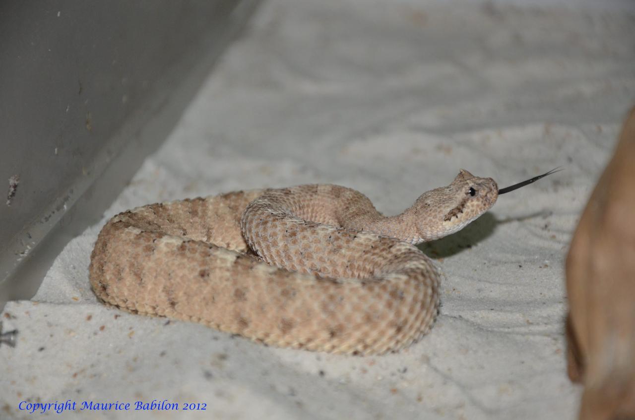 044 Crotalus cerastes laterorepens