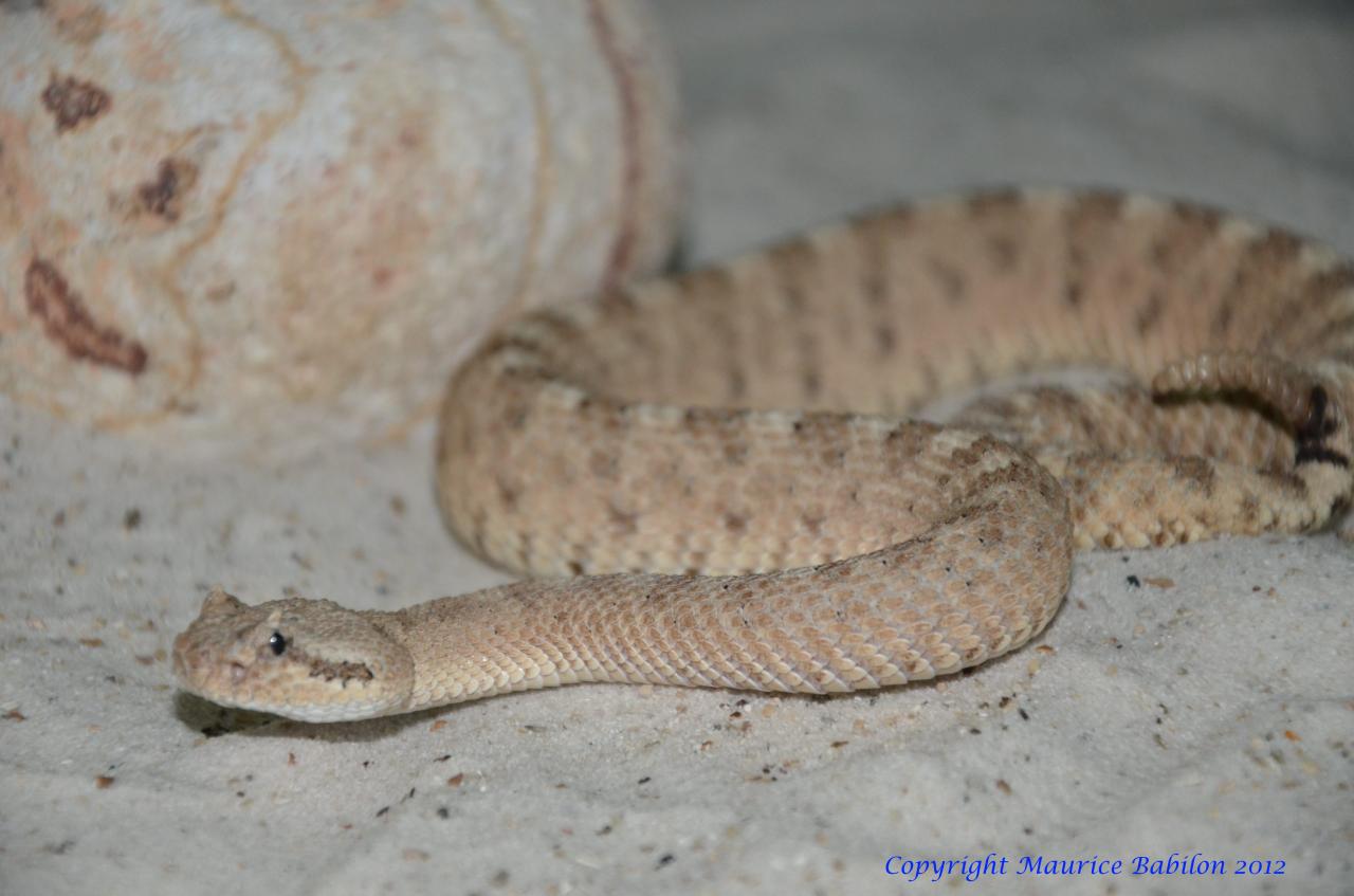 051 Crotalus cerastes laterorepens