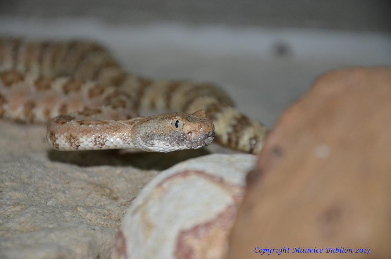 068 Crotalus mitchelli stephensi