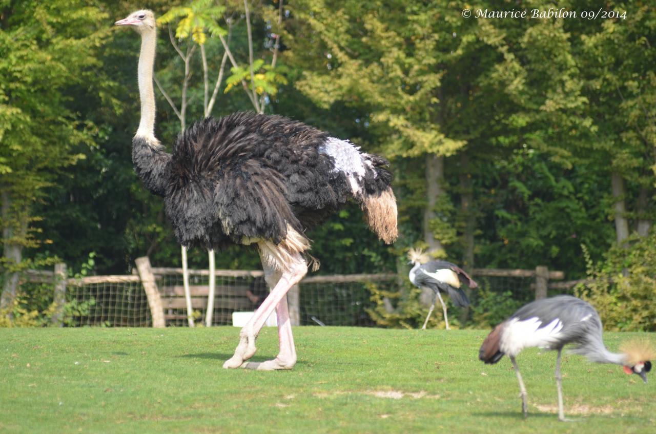 Visite du Zoo d' Amnéville été 2014