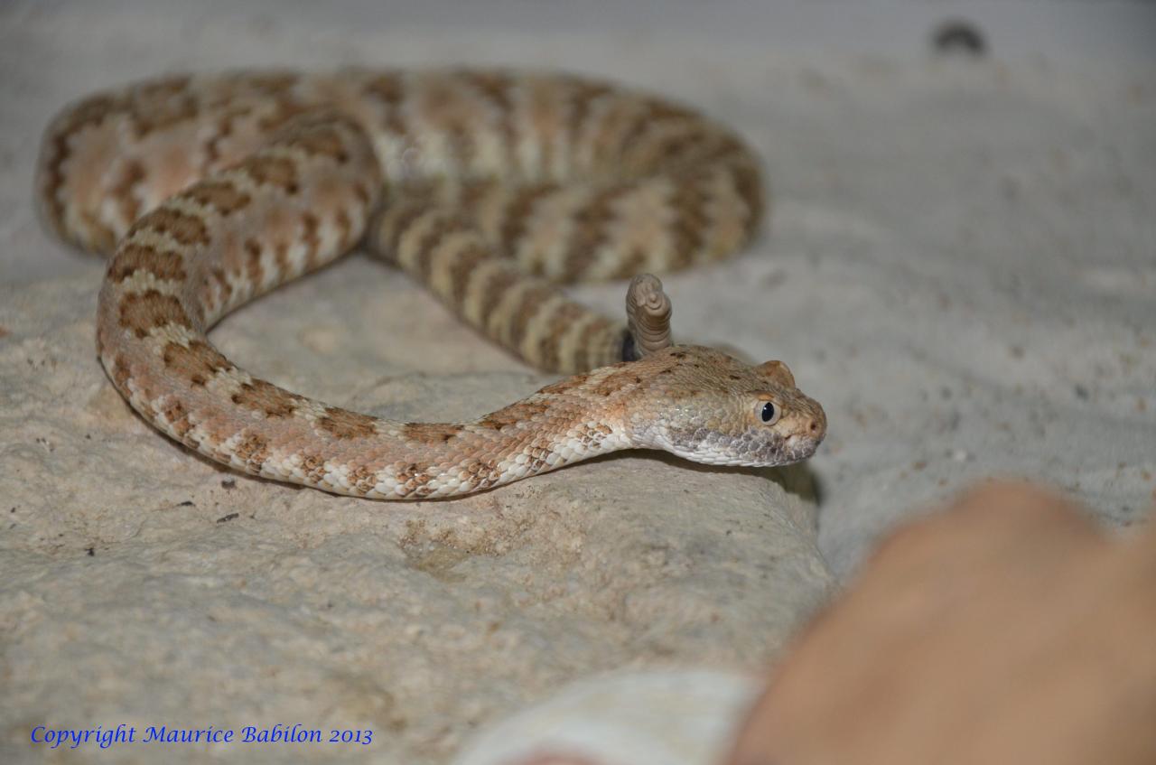 075 Crotalus mitchelli stephensi