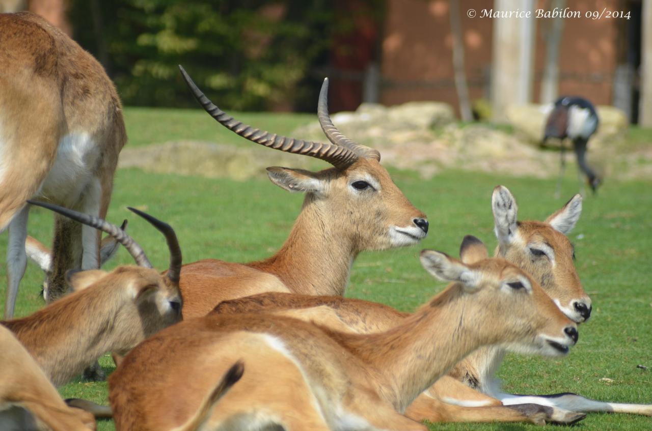 Visite du Zoo d' Amnéville été 2014