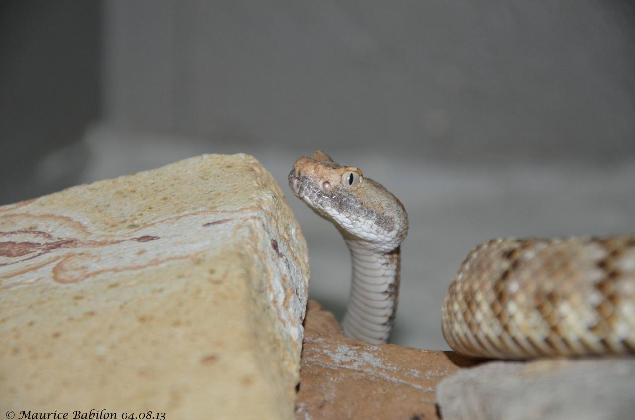 Crotalus stephensis ou Crotale de Stephens