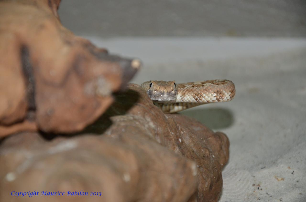 078 Crotalus mitchelli stephensi