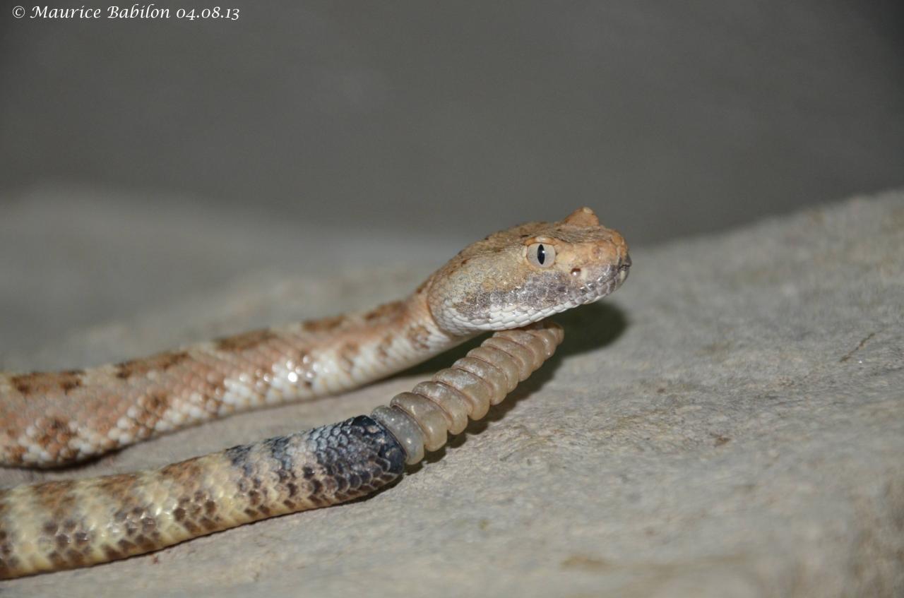 Crotalus stephensis ou Crotale de Stephens