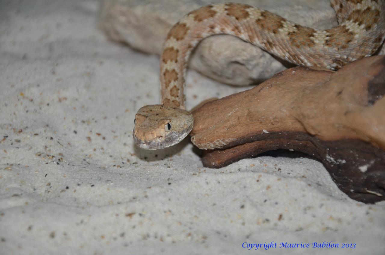 082 Crotalus mitchelli stephensi