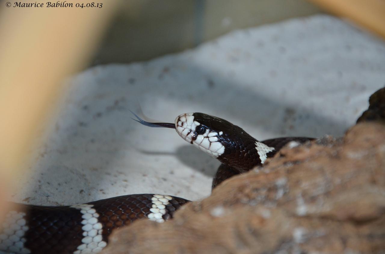 Lampropeltis getulus Californiae