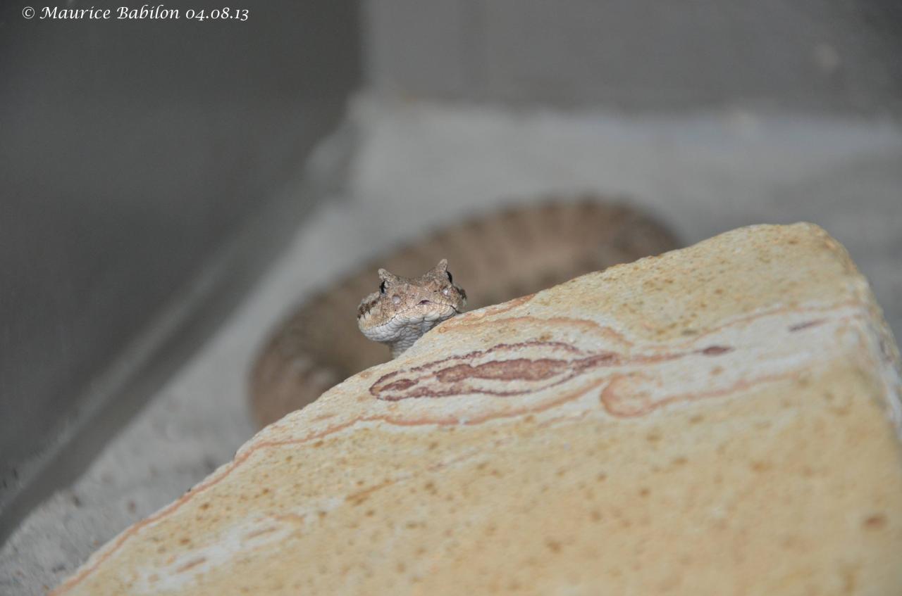 Crotalus cerastes laterorepens ou Crotale du désert du Colorado