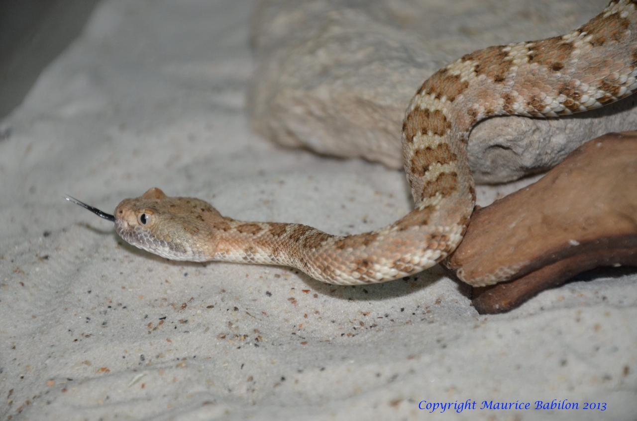 088 Crotalus mitchelli stephensi