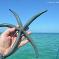 Sortie en mer , région d' Ifaty