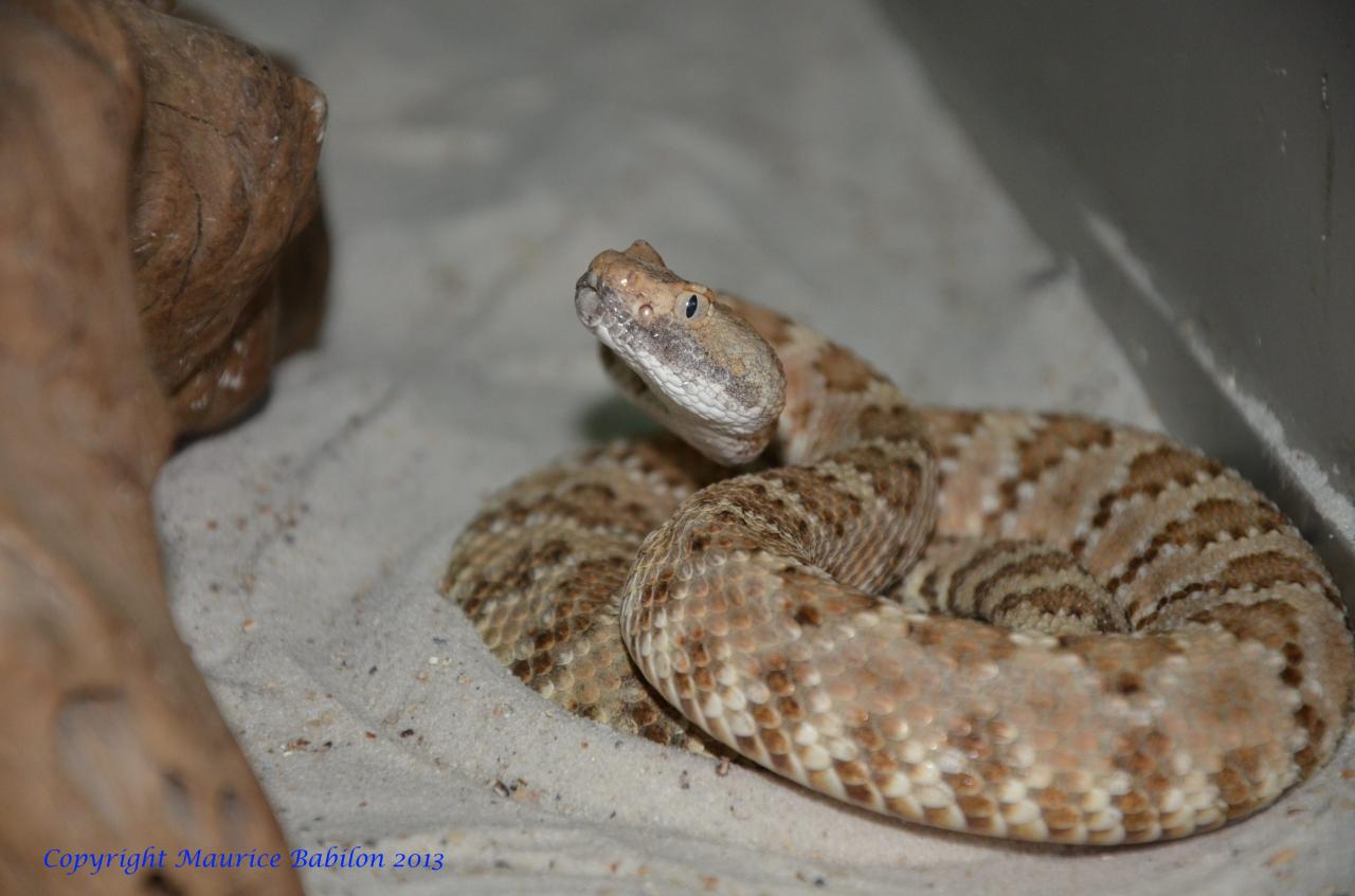098 Crotalus mitchelli stephensi
