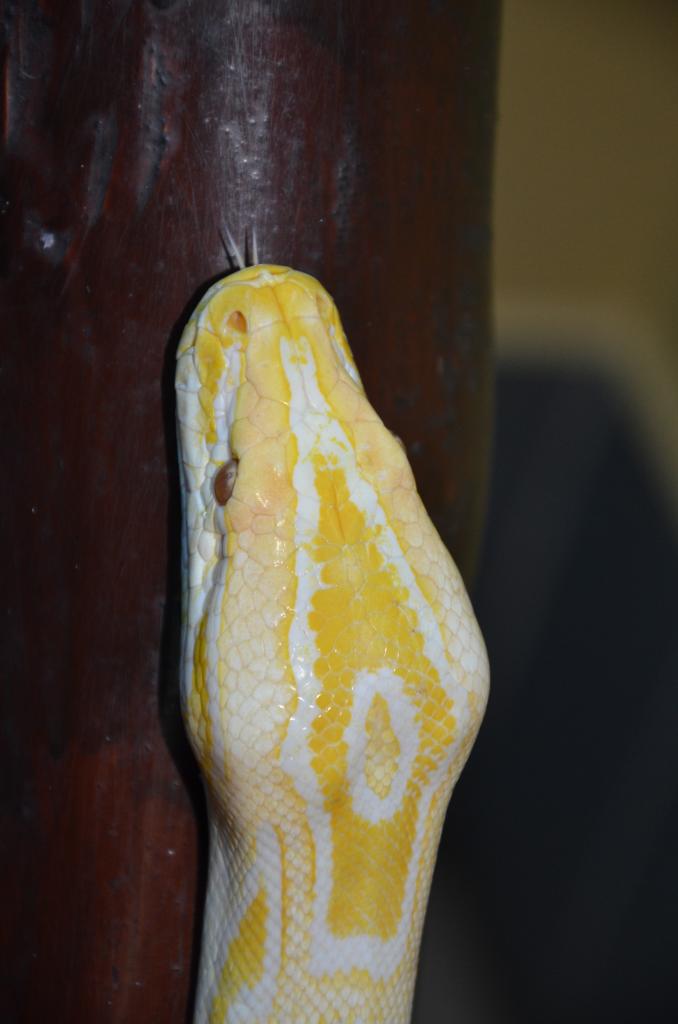 Python Molurus Bivittatus albinos ( forme naturelle non cloné )