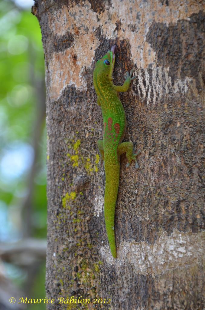Cote Sud Est de l'île de Nosy Be 