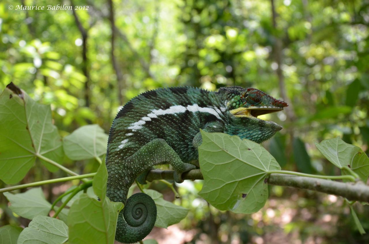 Réserve de Lokobe , Île de Nosy Be Nord de Madagascar