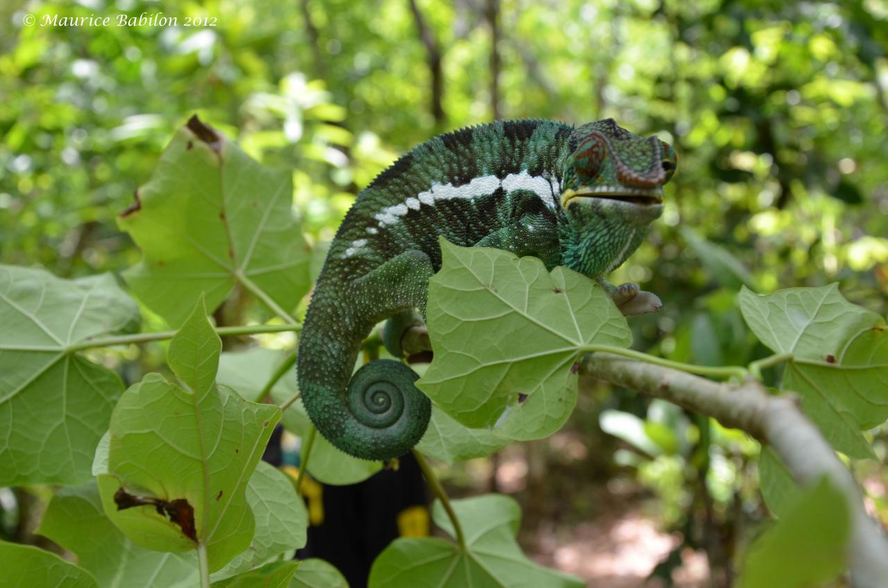 Réserve de Lokobe , Île de Nosy Be Nord de Madagascar