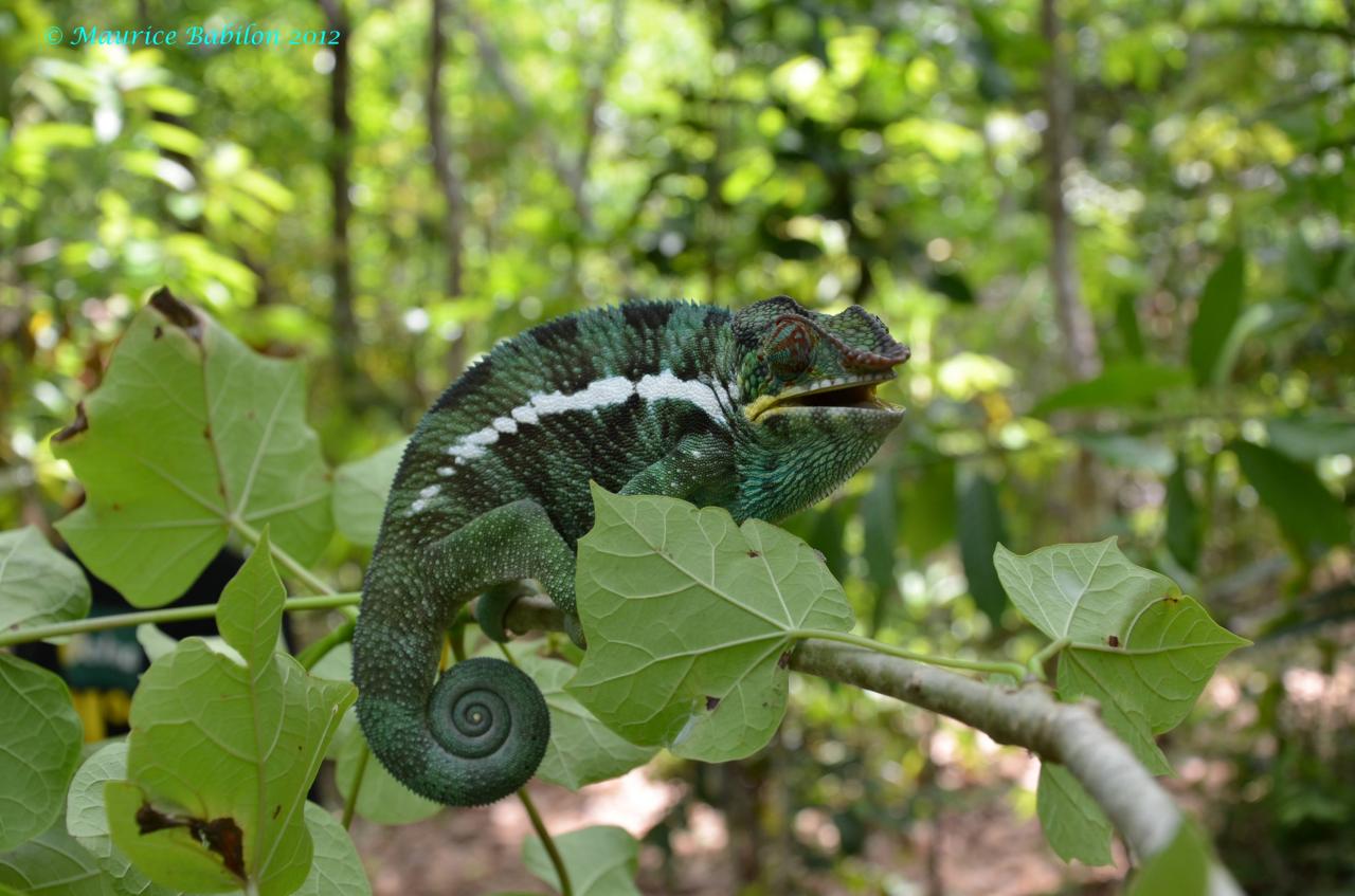 Réserve de Lokobe , Île de Nosy Be Nord de Madagascar