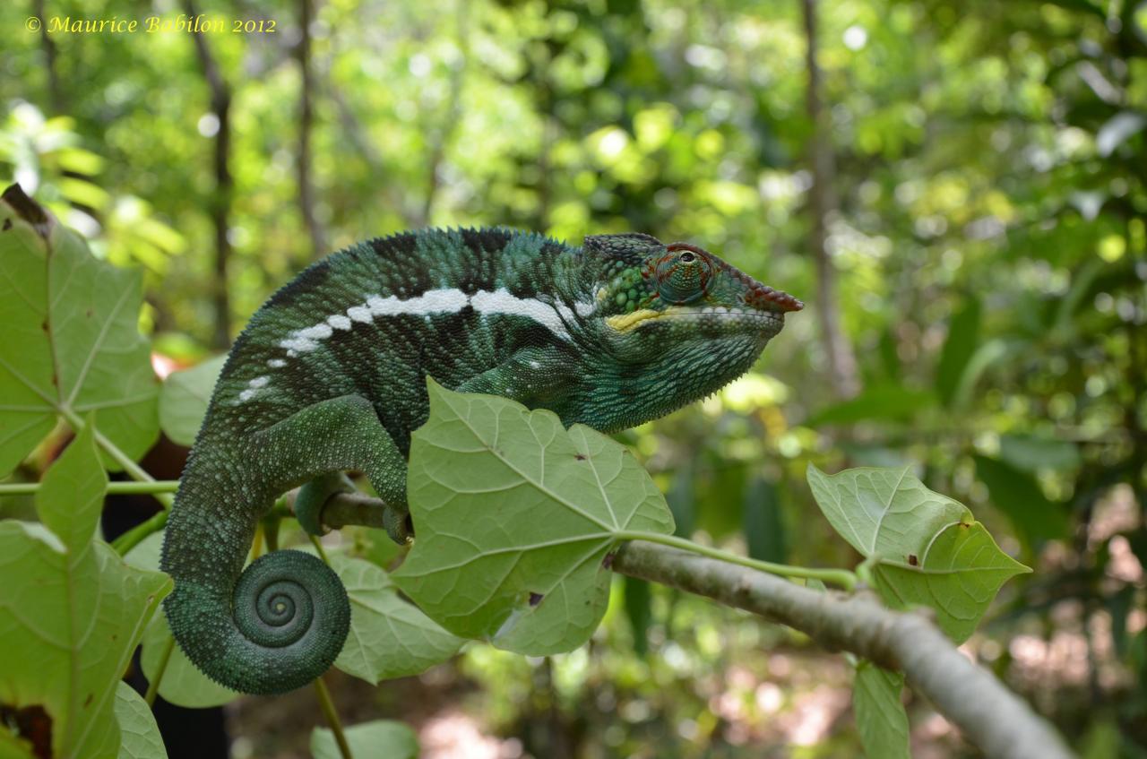 Réserve de Lokobe , Île de Nosy Be Nord de Madagascar