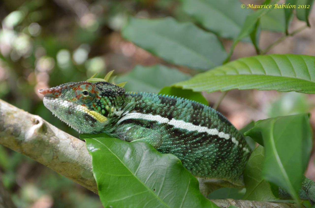 Réserve de Lokobe , Île de Nosy Be Nord de Madagascar