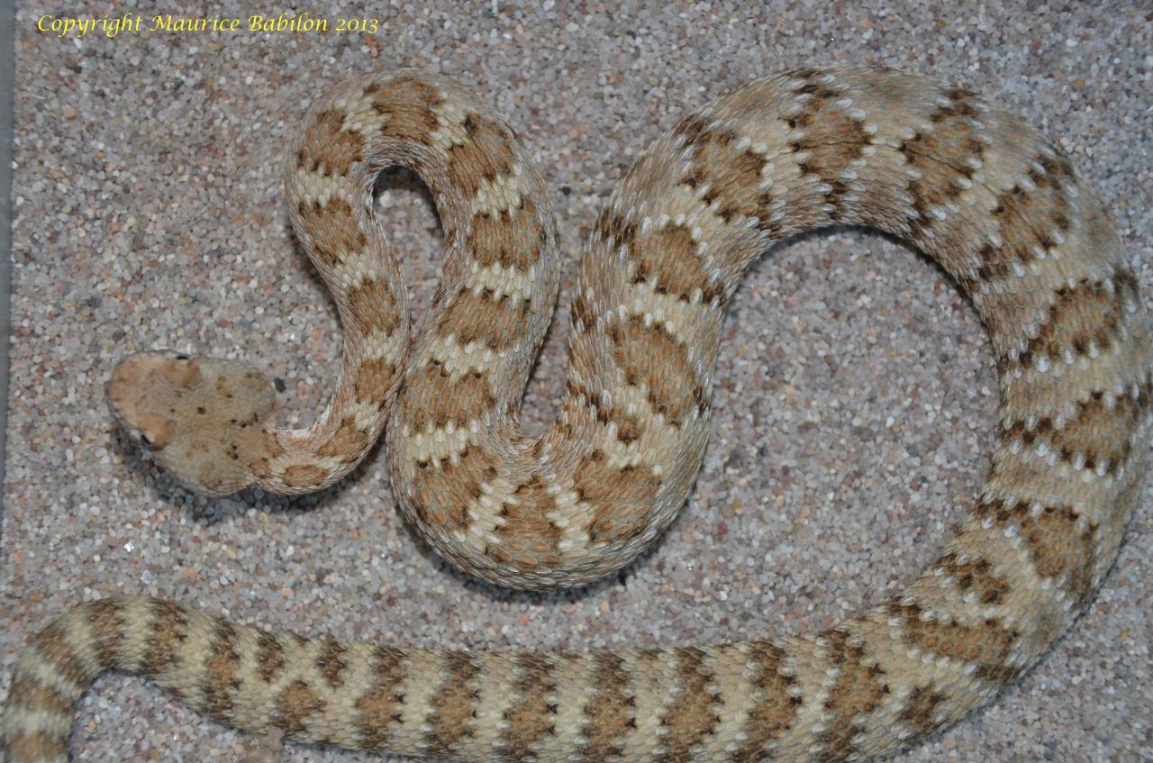 107 Crotalus mitchelli stephensi