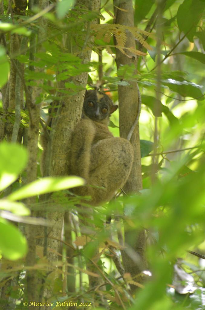 Île de Nosy Be , Nord de Madagascar , région du parc de Lokobe