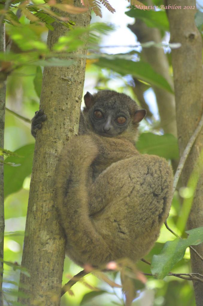 Île de Nosy Be , Nord de Madagascar , région du parc de Lokobe