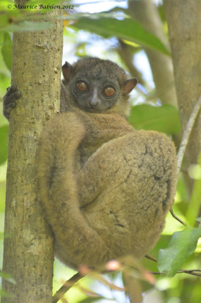 Île de Nosy Be , Nord de Madagascar , région du parc de Lokobe
