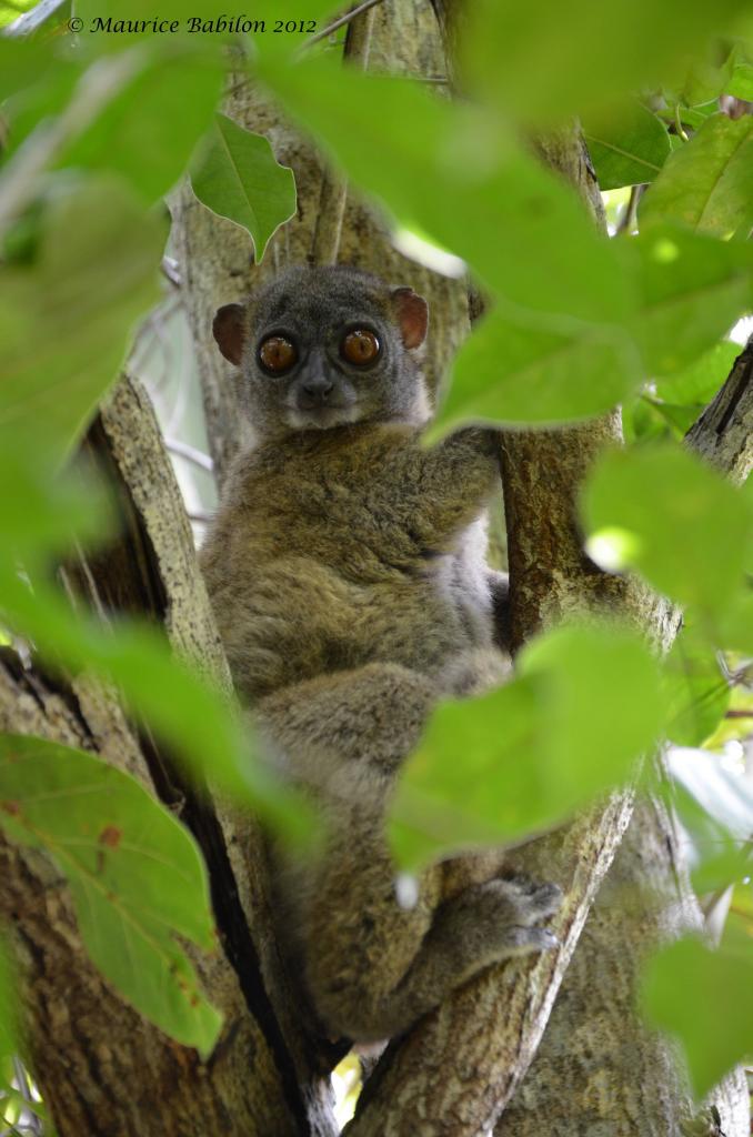 Île de Nosy Be , Nord de Madagascar