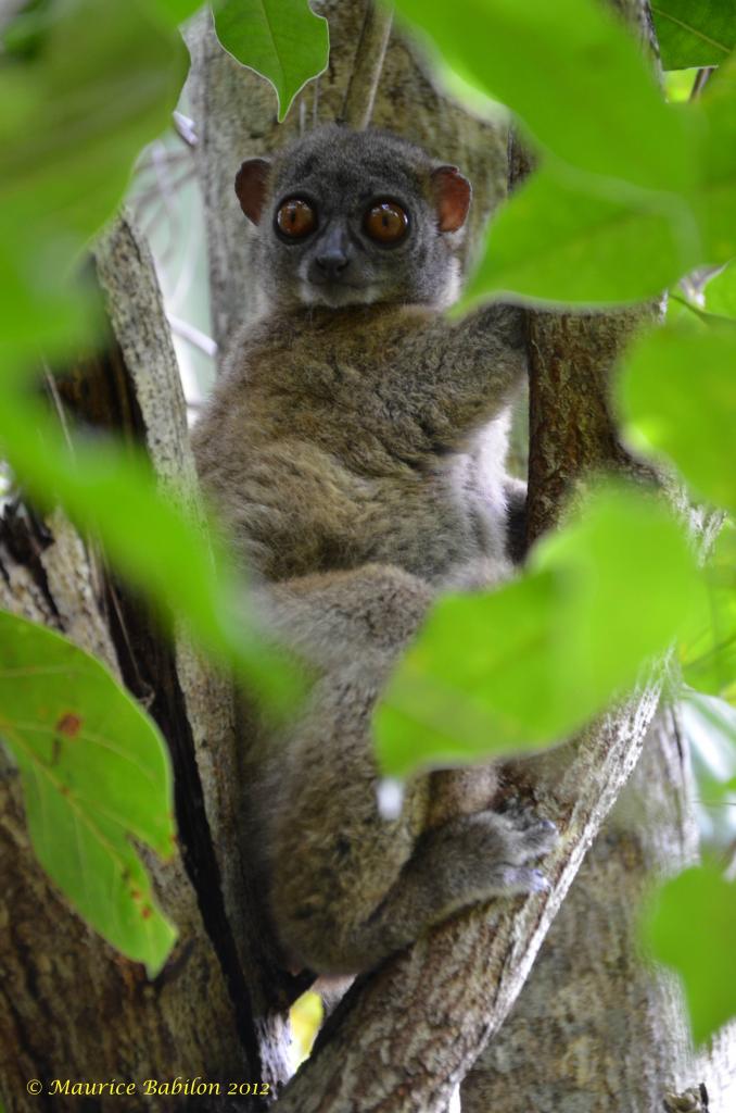 Île de Nosy Be , Nord de Madagascar