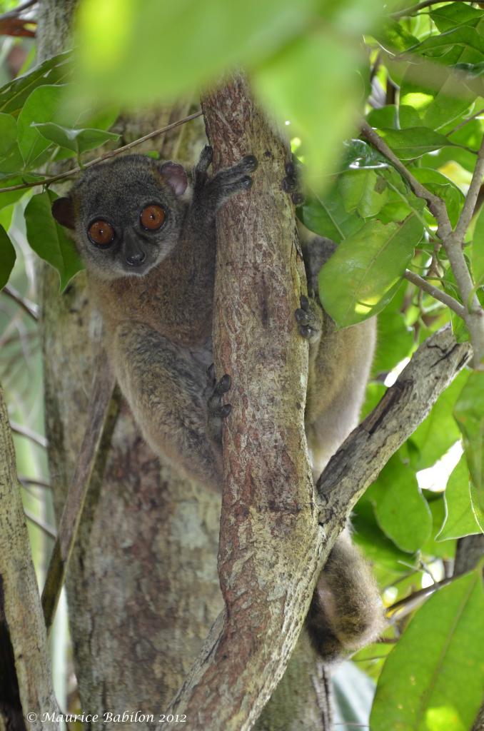 Île de Nosy Be , Nord de Madagascar