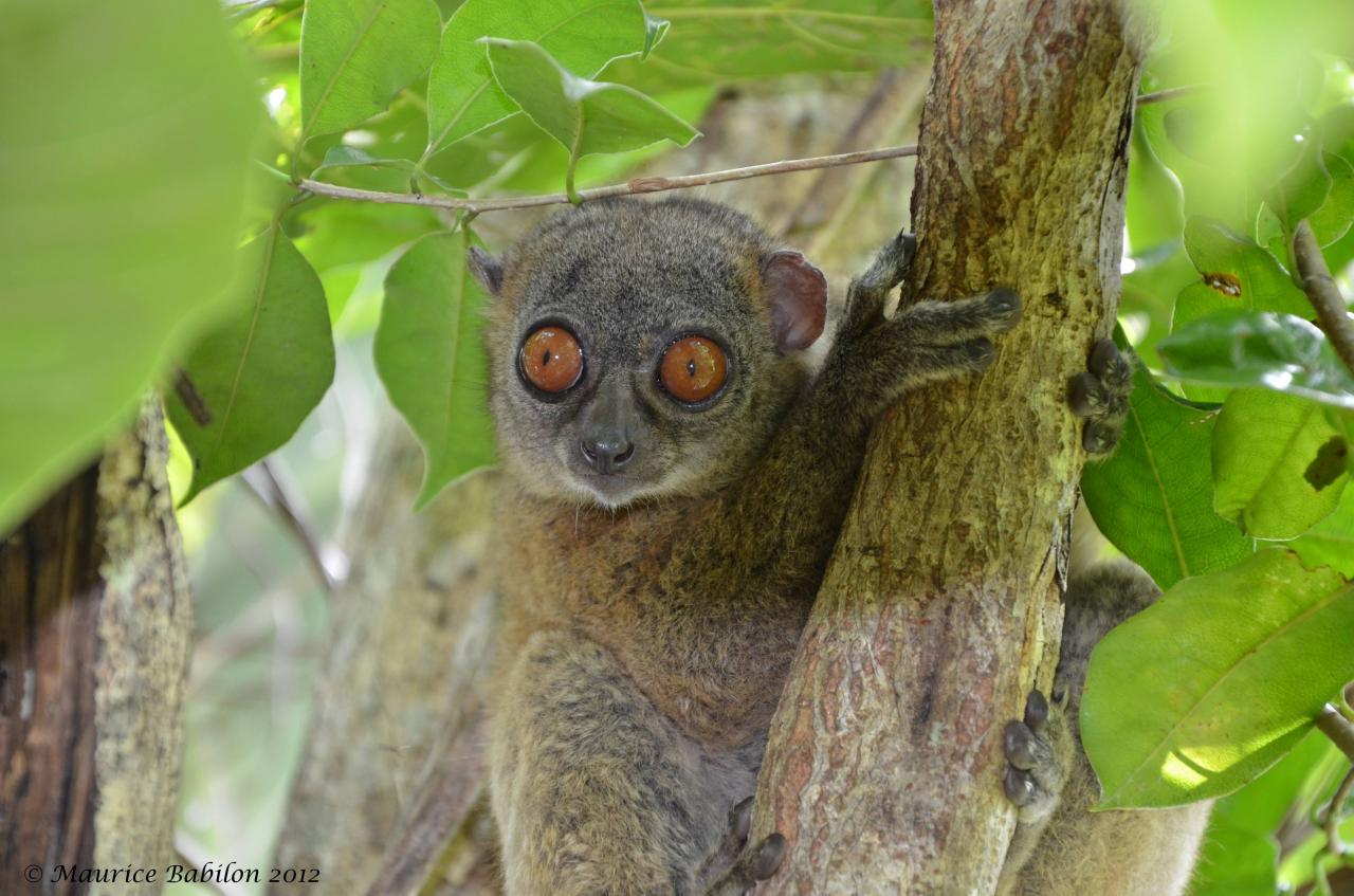 Île de Nosy Be , Nord de Madagascar