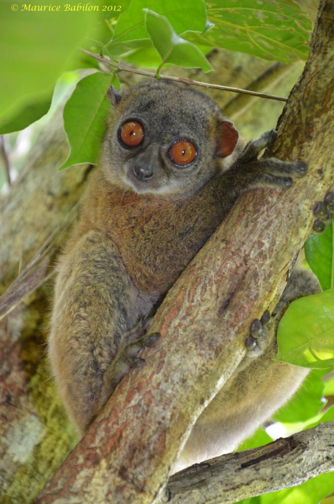 Île de Nosy Be , Nord de Madagascar