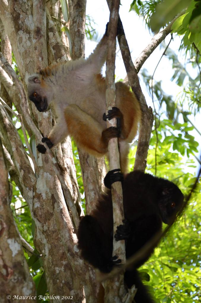 Île de Nosy Be , Nord de Madagascar