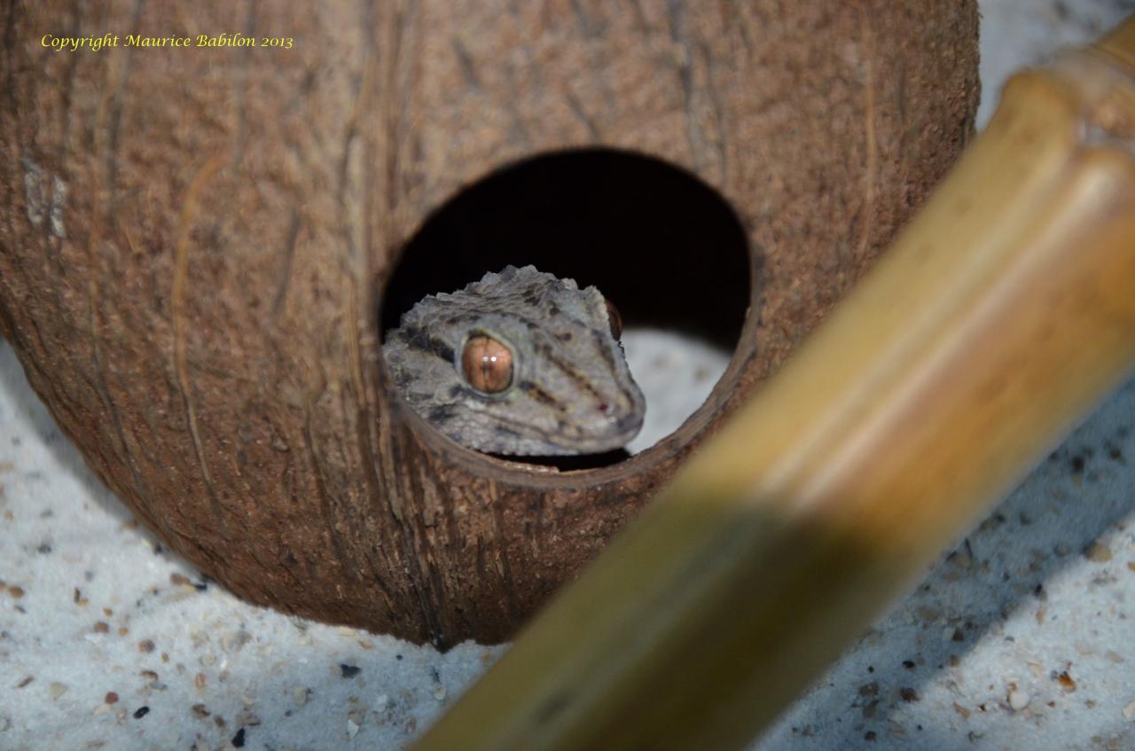 126 Pachydactylus bibroni