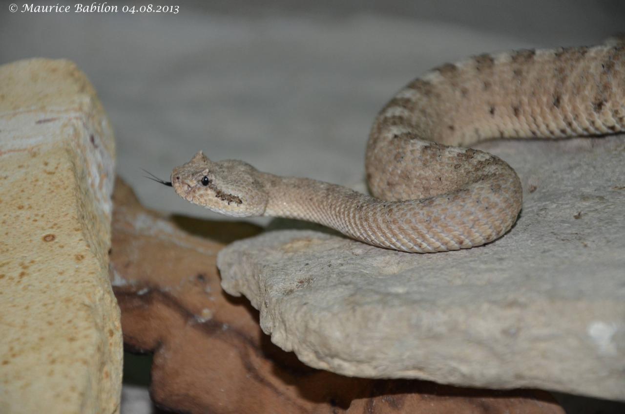 Crotalus cerastes laterorepens ou Crotale du désert du Colorado