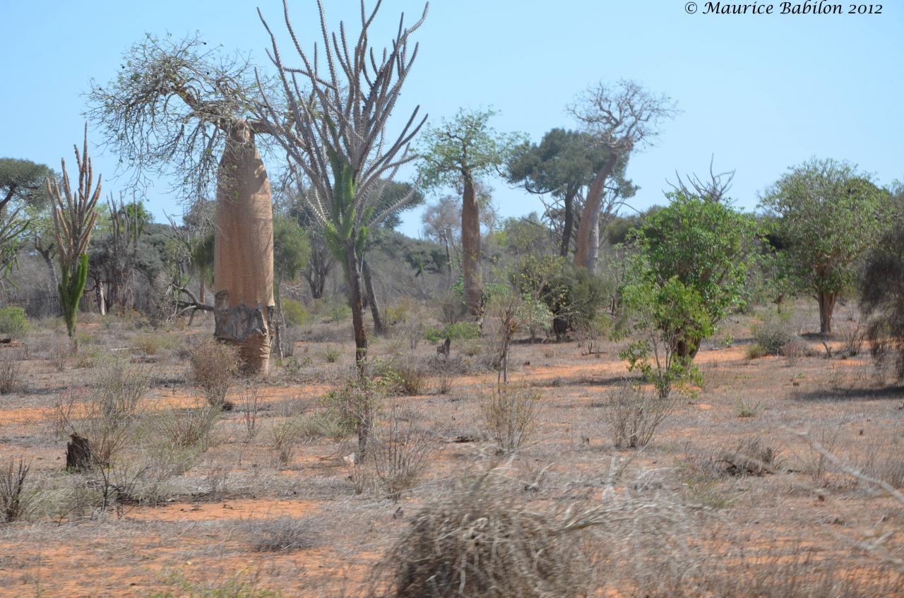 Réserve de Reniala dans le Sud Est de Madagascar