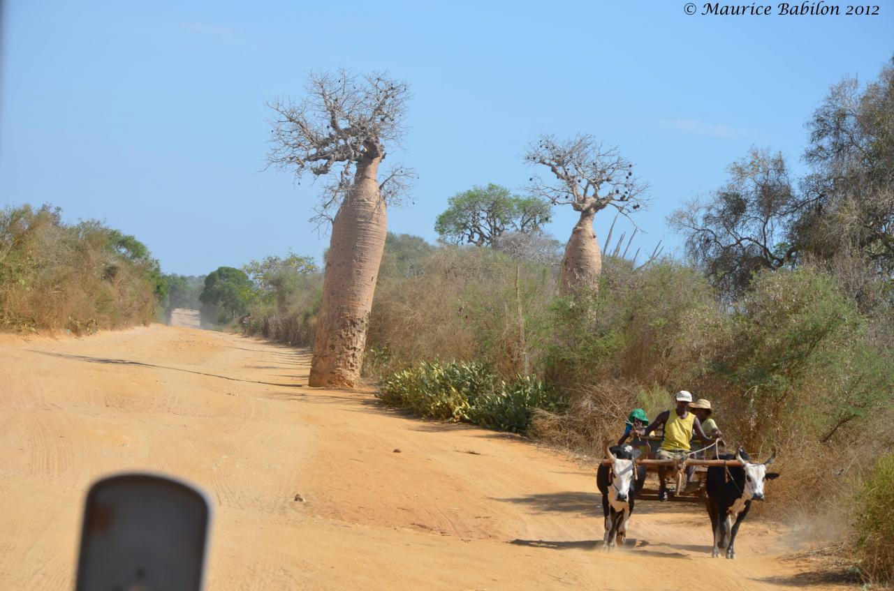 Réserve de Reniala dans le Sud Est de Madagascar