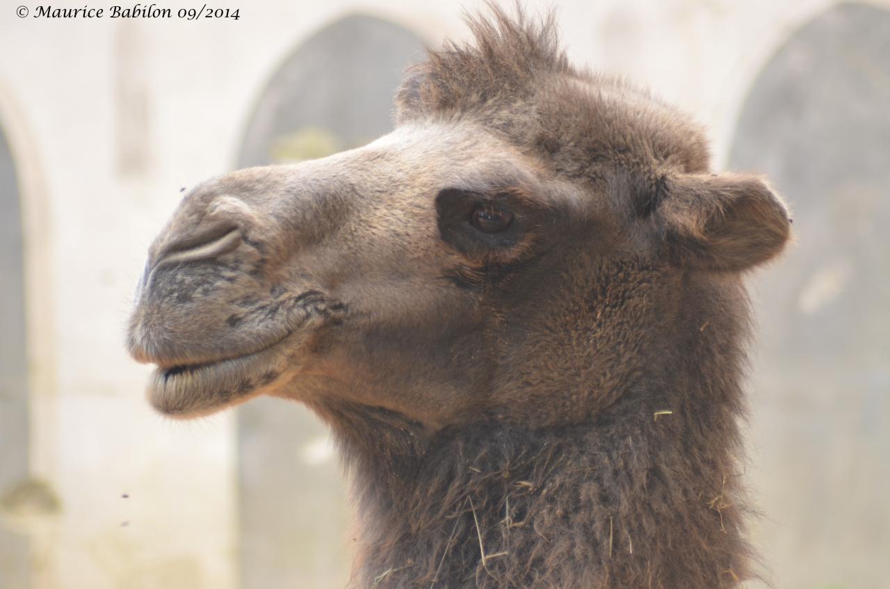 Visite du Zoo d' Amnéville été 2014