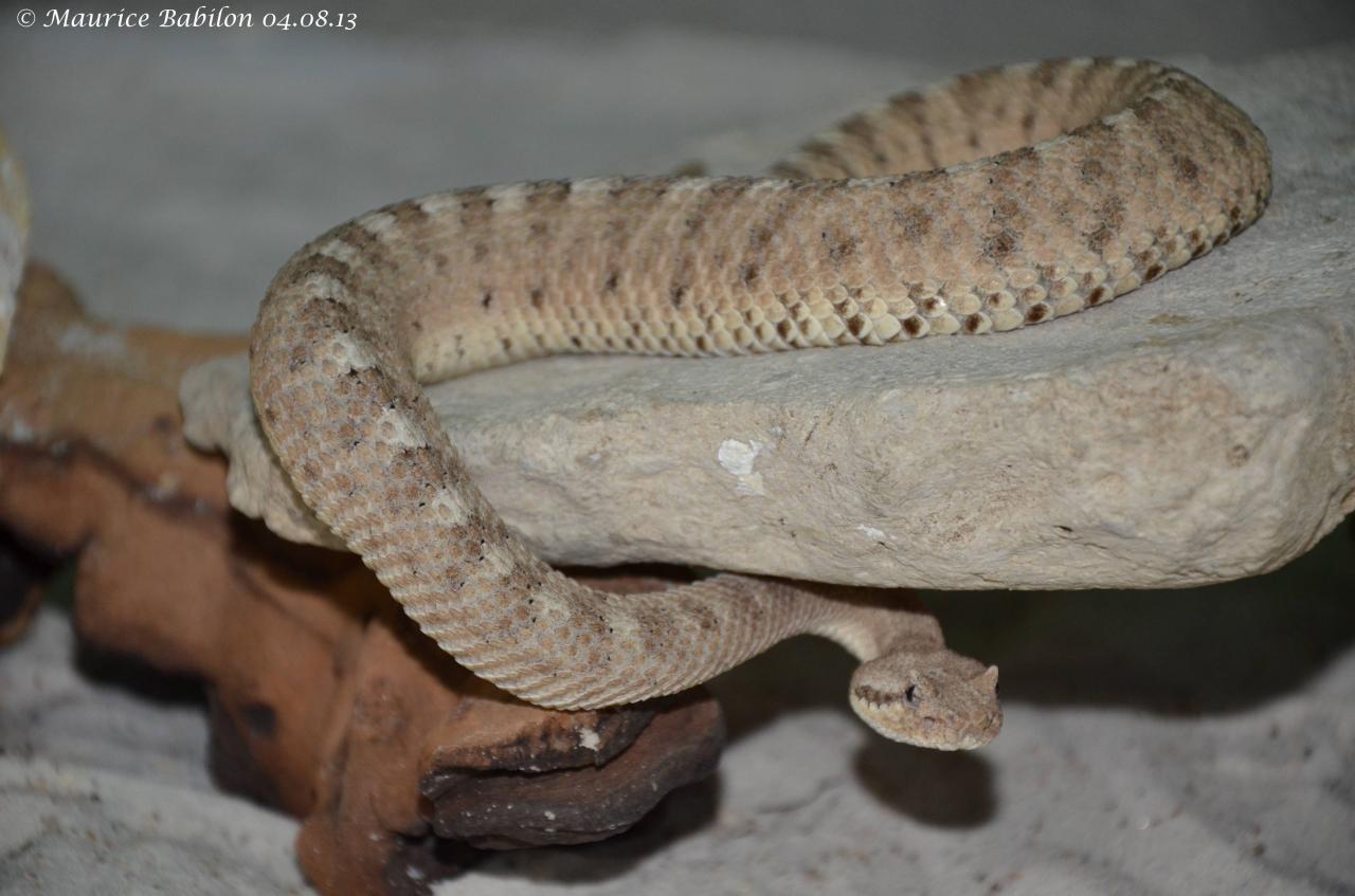 Crotalus cerastes laterorepens ou Crotale du désert du Colorado