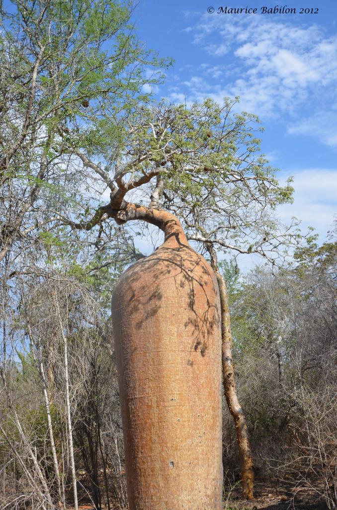 Réserve de Reniala dans le Sud Est de Madagascar